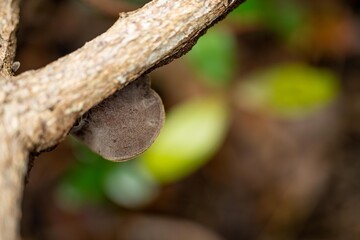 mushroom growing on a tree in a tropical rainforest