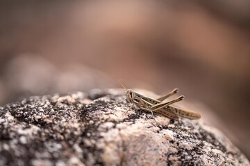 grass hopper on a rock in asia