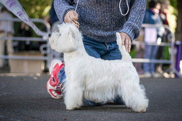 west highland white terrier dog 
