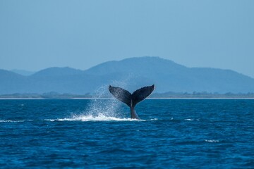 whale tail of a humpback whale in queensland australia - obrazy, fototapety, plakaty
