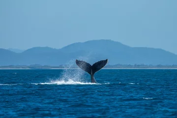 Foto op Canvas whale tail of a humpback whale in queensland australia © Phoebe