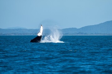 whale tail of a humpback whale in queensland australia