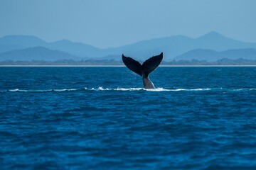 whale tail of a humpback whale in queensland australia