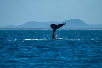 Fototapeta na wymiar whale tail of a humpback whale in queensland australia