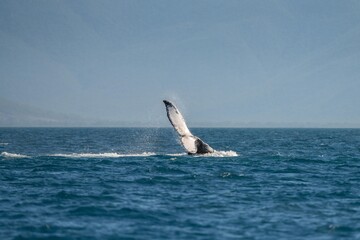 Fototapeta premium whale tail of a humpback whale in queensland australia