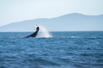 Fototapeta premium whale tail of a humpback whale in queensland australia
