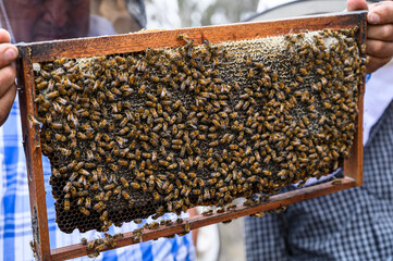 A beekeeper holds a frame with bees. Honey production. Apiary in nature. Natural food. bees on
