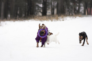 Fototapeta na wymiar dogs playing in the snow