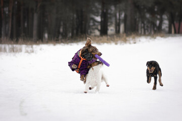 Fototapeta na wymiar two dogs playing in the snow