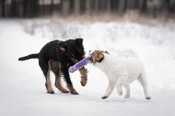 two dogs playing in snow