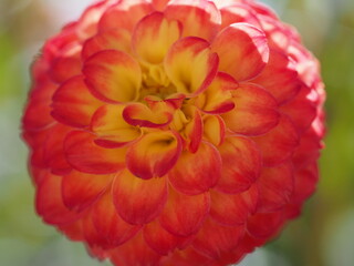 ダリアdahlia