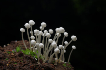 white mushroom. small white mushrooms on wood in the forest.