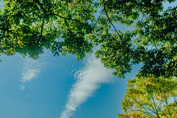 木と空