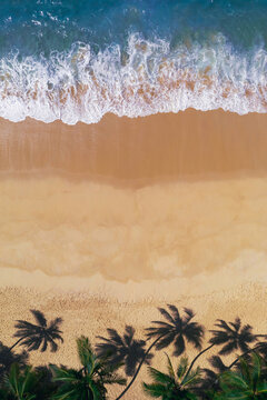 Top Aerial Drone View of Tropical Beach Paradise with Palm Trees