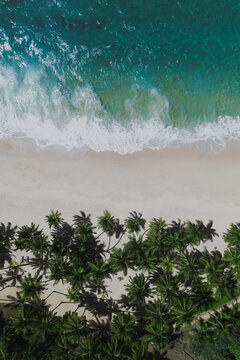 Top Aerial Drone View of Tropical Beach Paradise with Palm Trees