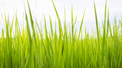 Jasmine Rice Plant with Blue Sky Background,Orgarnic Rice Tree,Garden Farmer in Thailand, Traditional raw Food Vegaetarian for Asian,Nature Garden,Environment Agricultur Farm Landscape nature.