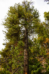 Fototapeta premium pine tree in the forest