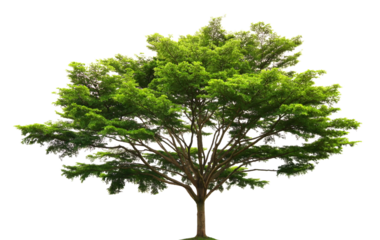 Green trees isolated on transparent png
