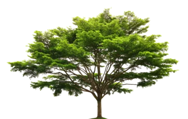 Stoff pro Meter Green trees isolated on transparent png © Thapanon Phoonchai