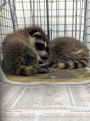 Two baby raccoons sleeping on newspaper in a humane animal trap, Havahart TNR wildlife...