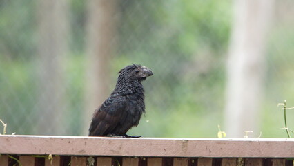 Groove-billed ani (Crotophaga sulcirostris) perched on a fence at the La Segua Wetlands near Chone, Ecuador