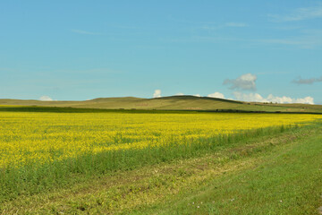 A narrow field road running along a field with blooming yellow rapeseed towards high mountains on a warm summer day.