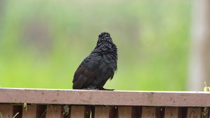 Groove-billed ani (Crotophaga sulcirostris) perched on a fence at the La Segua Wetlands near Chone, Ecuador