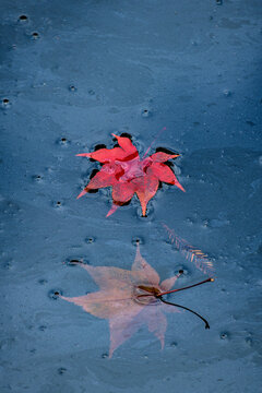 Autumn Maple Leaves On and Under Water