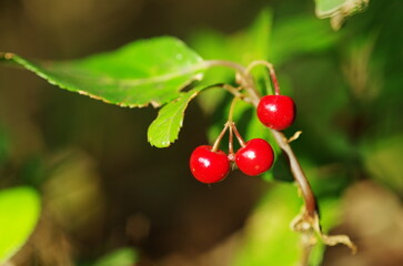 ヤブコウジの実