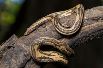  the Indonesian tree boa Candoia carinata or  Pacific ground boa snake