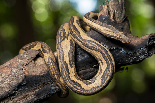  the Indonesian tree boa Candoia carinata or  Pacific ground boa snake