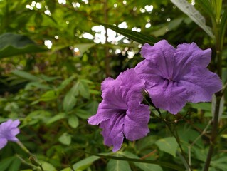 purple flowers with cassava tree leaves in the background