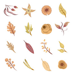 set of dried floral leaves and flowers element