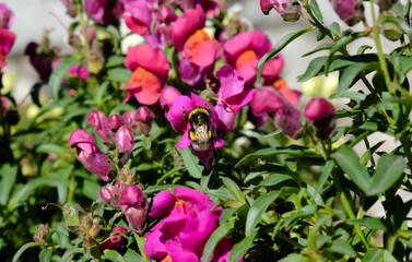 Photograph of bee perched on snapdragon flower or pink bunny. Green. Nature. Animal. Insect