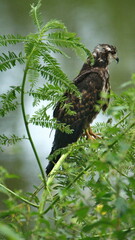 Snail kite (Rostrhamus sociabilis) at the La Segua Wetlands near Chone, Ecuador