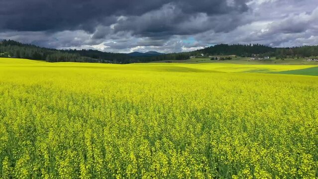 Drone Video of Mt. Spokane and Field of Yellow Flowers 