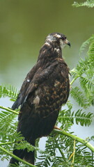 Snail kite (Rostrhamus sociabilis) at the La Segua Wetlands near Chone, Ecuador
