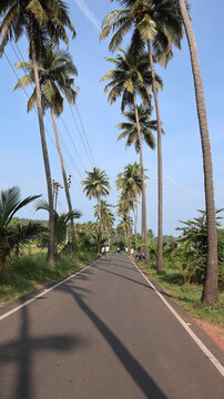 Goa, India 19th October 2022: 4k drone shots of Dear Zindagi Raod known as the Parra coconut tree road, in North Goa. Situated near Mapusa- Calangute road. St. Anne's Church.  Goa's Instagram Spot