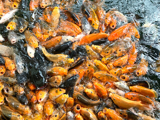 Obraz na płótnie Canvas Dozens of koi fish and catfish piled on top of each other for food