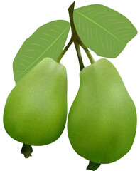 Guava Fruits with leaves