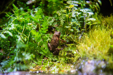 Frogs on display 