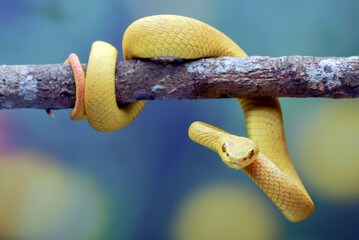 White-lipped tree viper on a tree branch