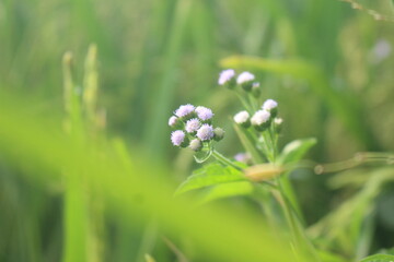 flowers in the garden