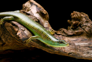 Green skink lizard on a tree branch