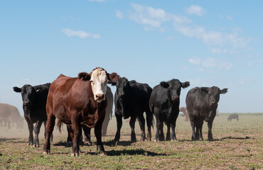 Herd of steers and cows in the meadow