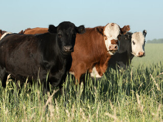 Herd of steers and cows in the meadow