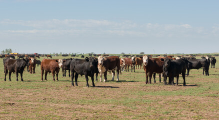 Herd of steers and cows in the meadow