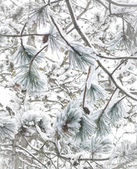 Snow-covered cedar branches with cones