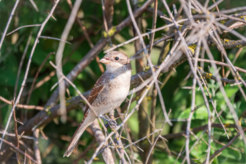 Juvenile Red-backed Shrike sitting on a tree branch.