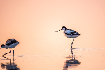 Two Water birds pied avocet, Recurvirostra avosetta, standing in the water in pink sunset light....